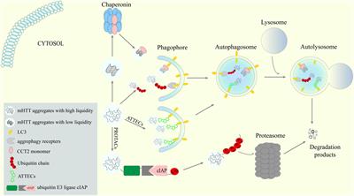 Frontiers Targeting The Autophagy Lysosomal Pathway In Huntington